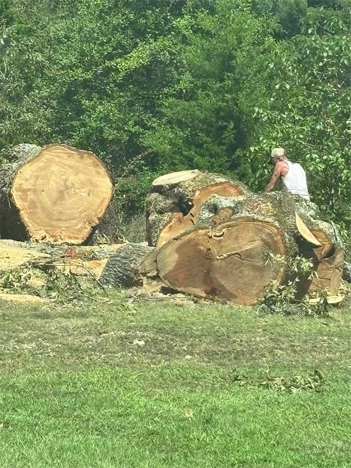 A man is sitting on top of a pile of logs in a field.