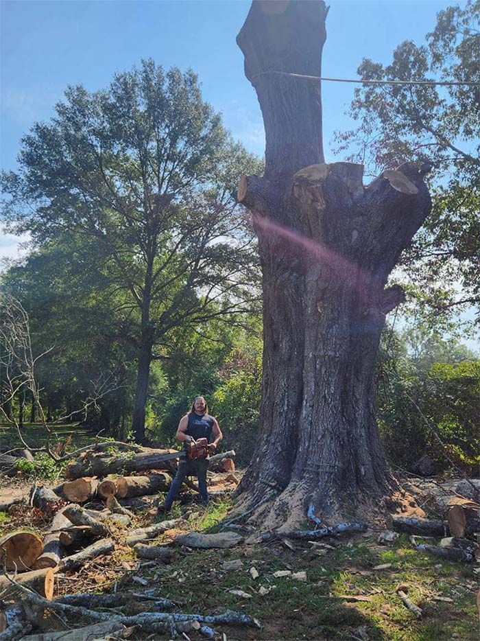 A man is cutting down a large tree with a chainsaw.
