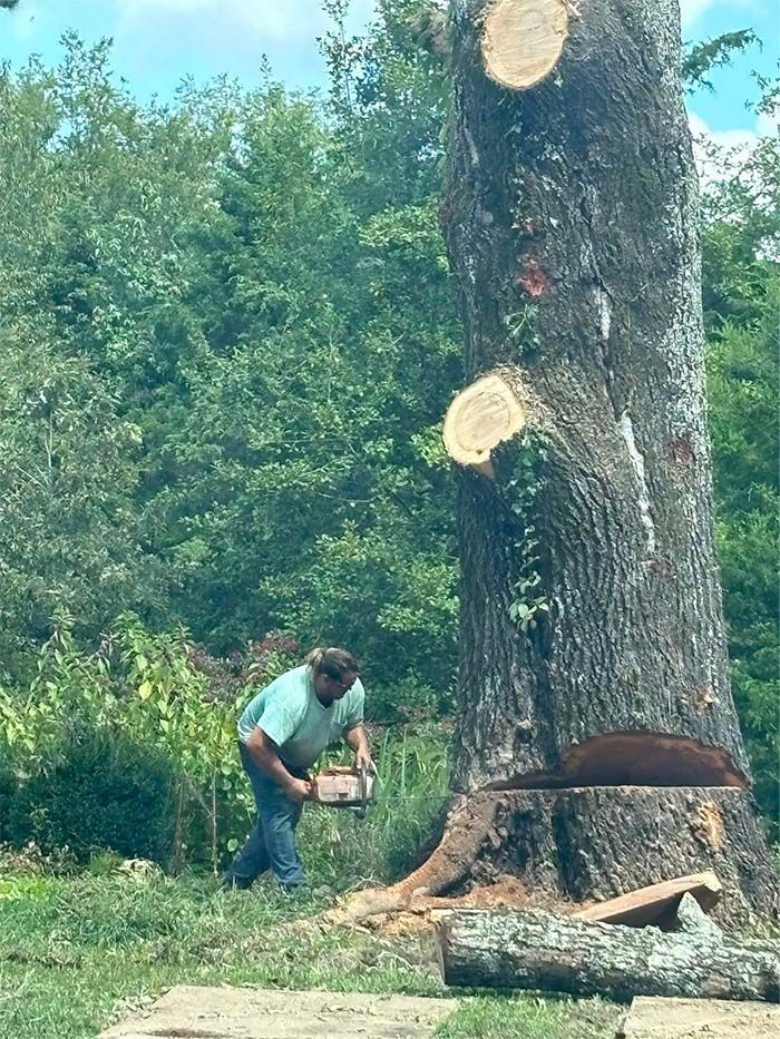 A man is cutting down a tree with a chainsaw.