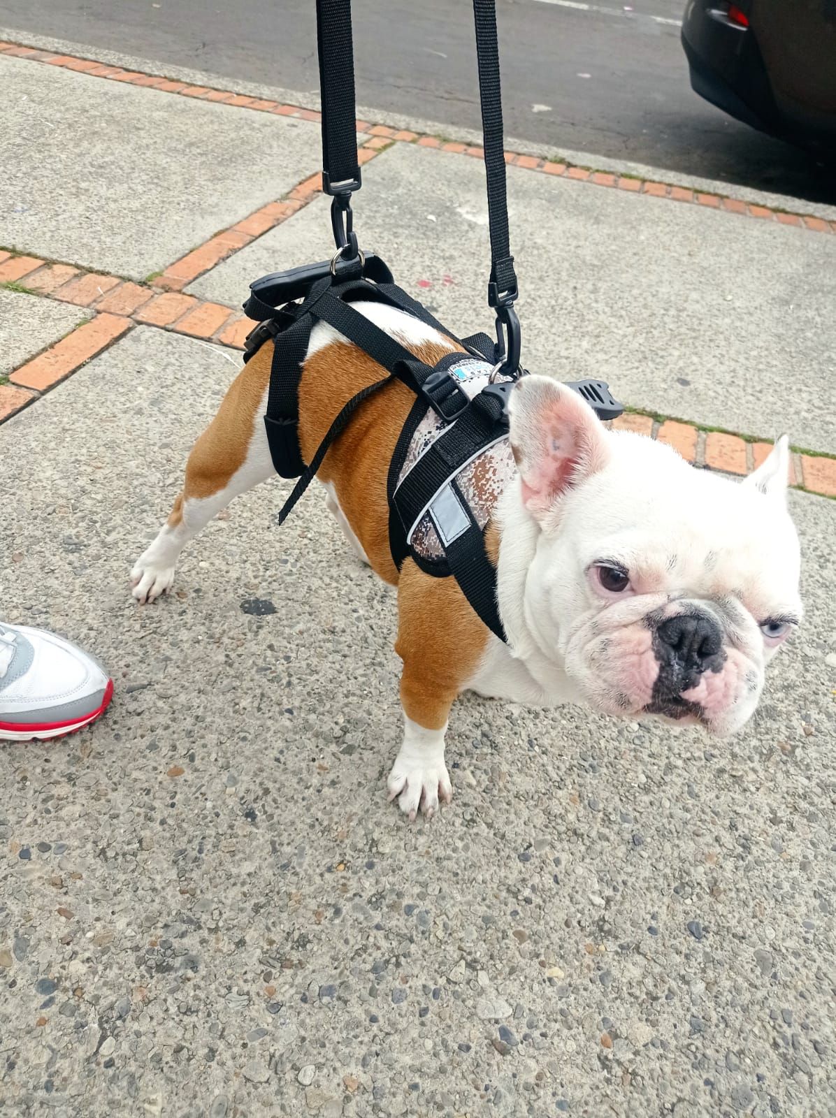 Un bulldog marrón y blanco con un arnés negro está de pie en la acera junto al zapato de una persona.