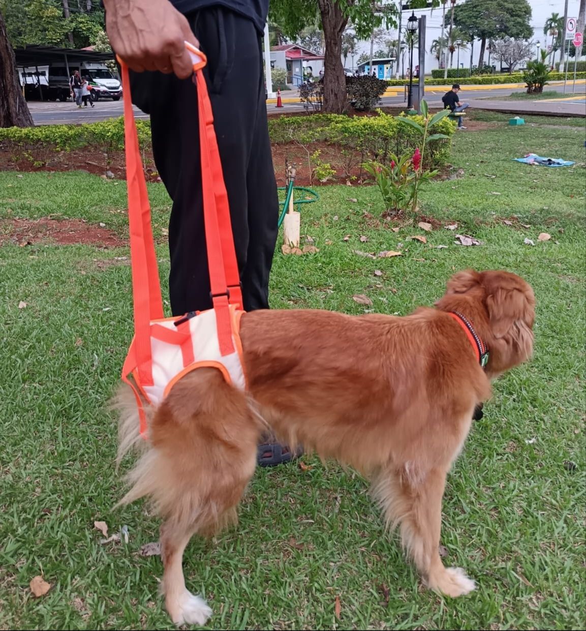 Perro marrón con arnés naranja de pie sobre el césped en un parque, sostenido por la mano de una persona y una correa.