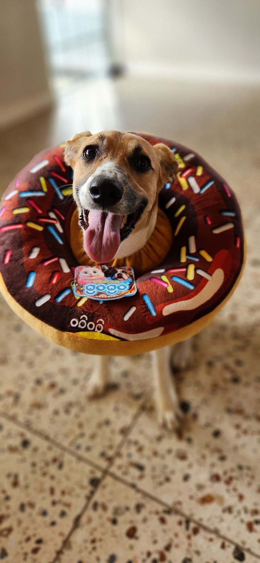 Un perro disfrazado de rosquilla está de pie en el interior de una casa, sobre un suelo de baldosas, con la lengua fuera y mirando a la cámara.