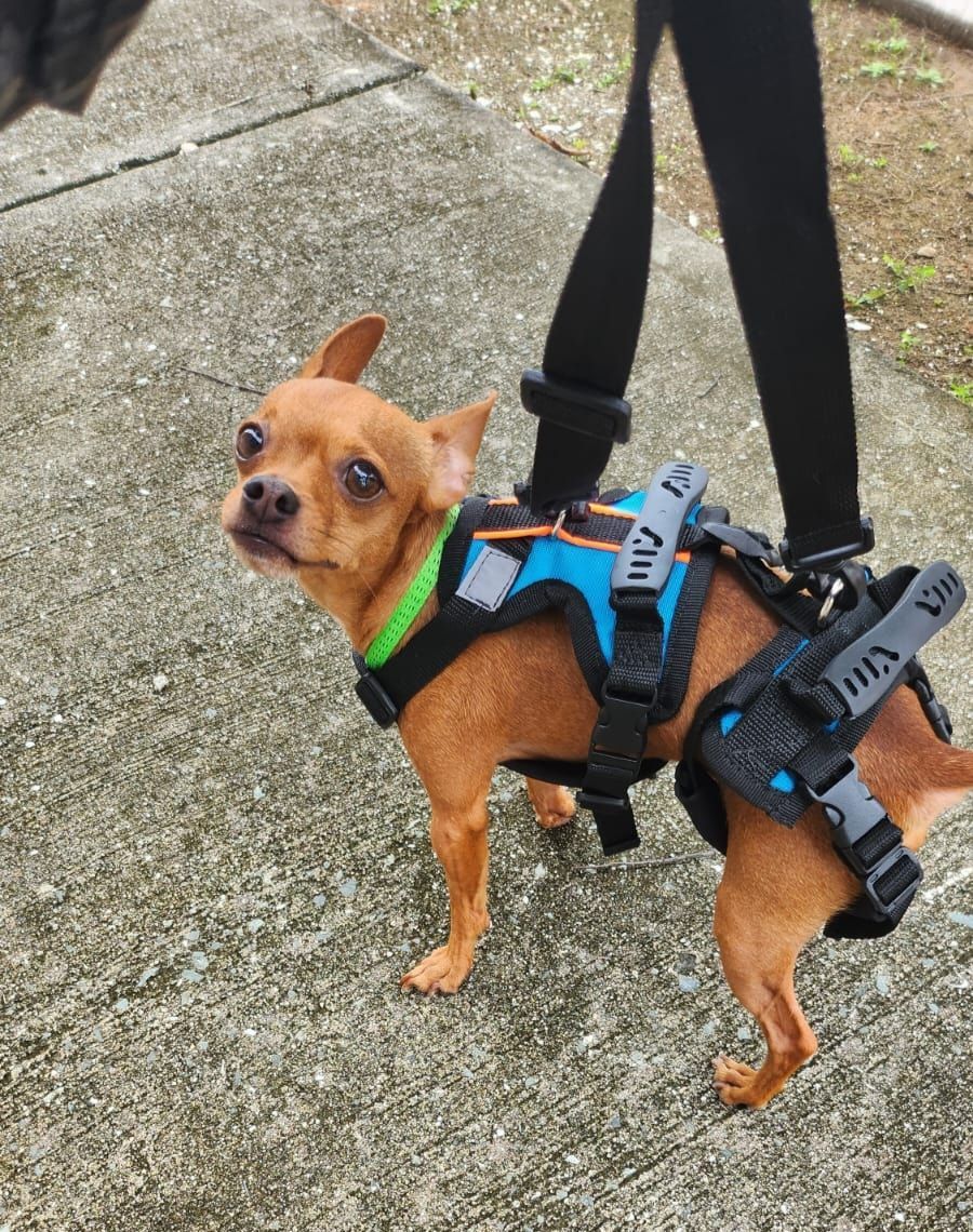 Un perro pequeño de color marrón claro, con un arnés azul, está de pie con una correa en un camino de cemento y mira hacia atrás.