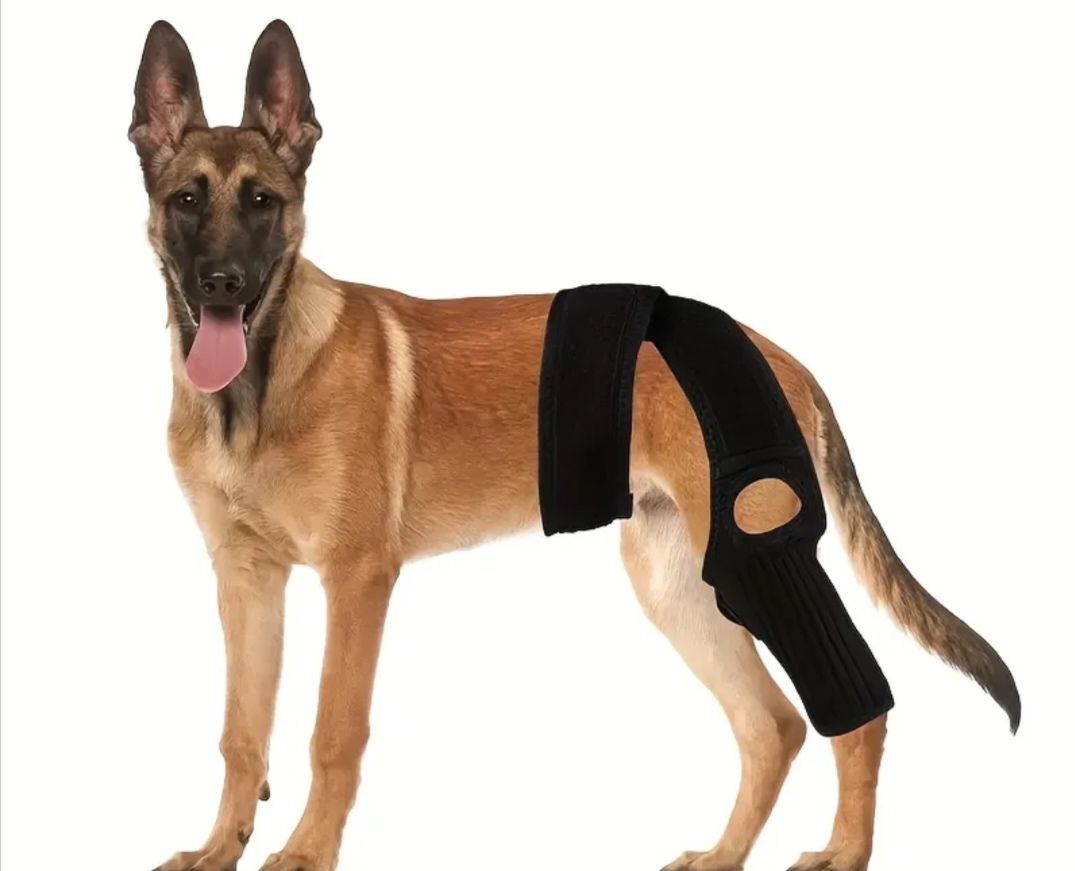 Pastor alemán con rodillera y soporte para la pierna de color negro sobre fondo blanco.