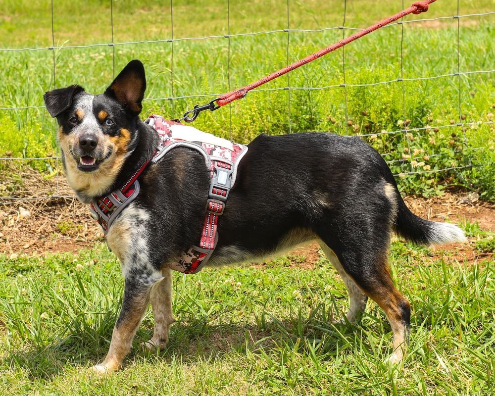 Perro blanco y negro con arnés rojo de pie sobre el césped, atado con correa al aire libre, mirando a la cámara.
