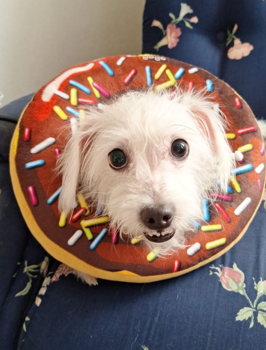 Collar isabelino de dona (5 -8kg)
