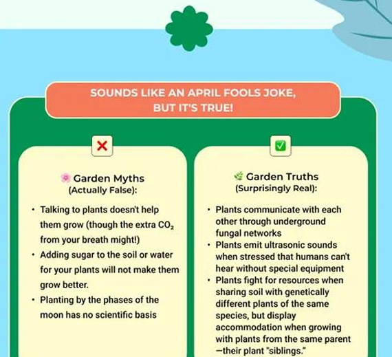 Infographic comparing garden myths and truths with text side-by-side on a light blue background.