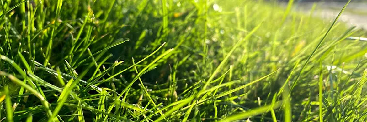 Close-up view of vibrant green grass blades glistening with morning dew under bright, soft sunlight.