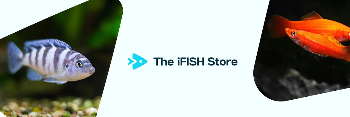 Logo for The IFISH Store, featuring a striped fish on the left, an orange fish on the right, and a blue fish icon.