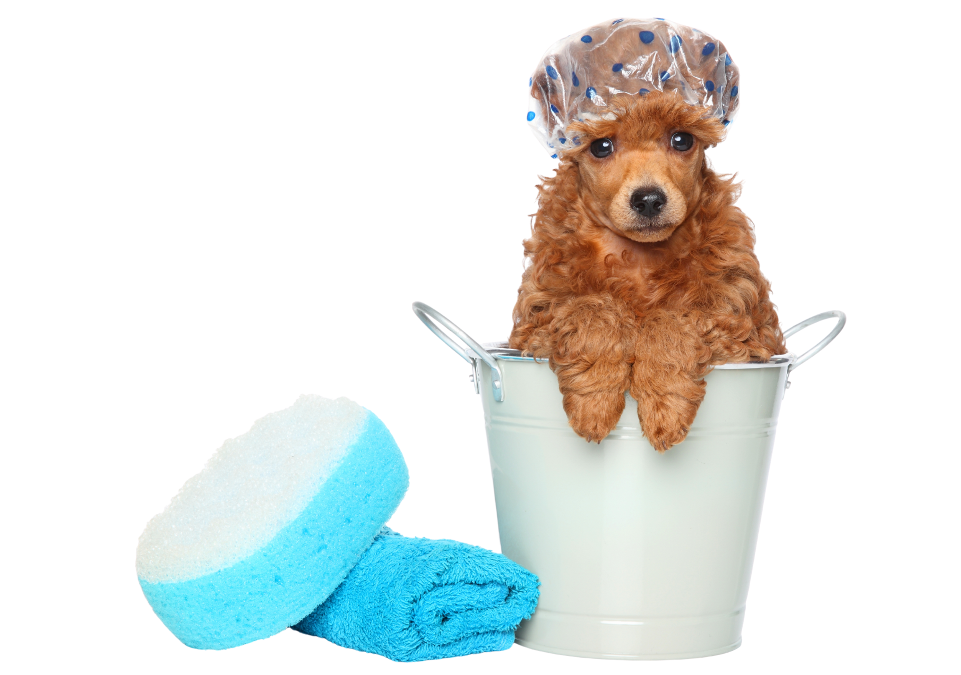 Dog Bath & Brush Packages