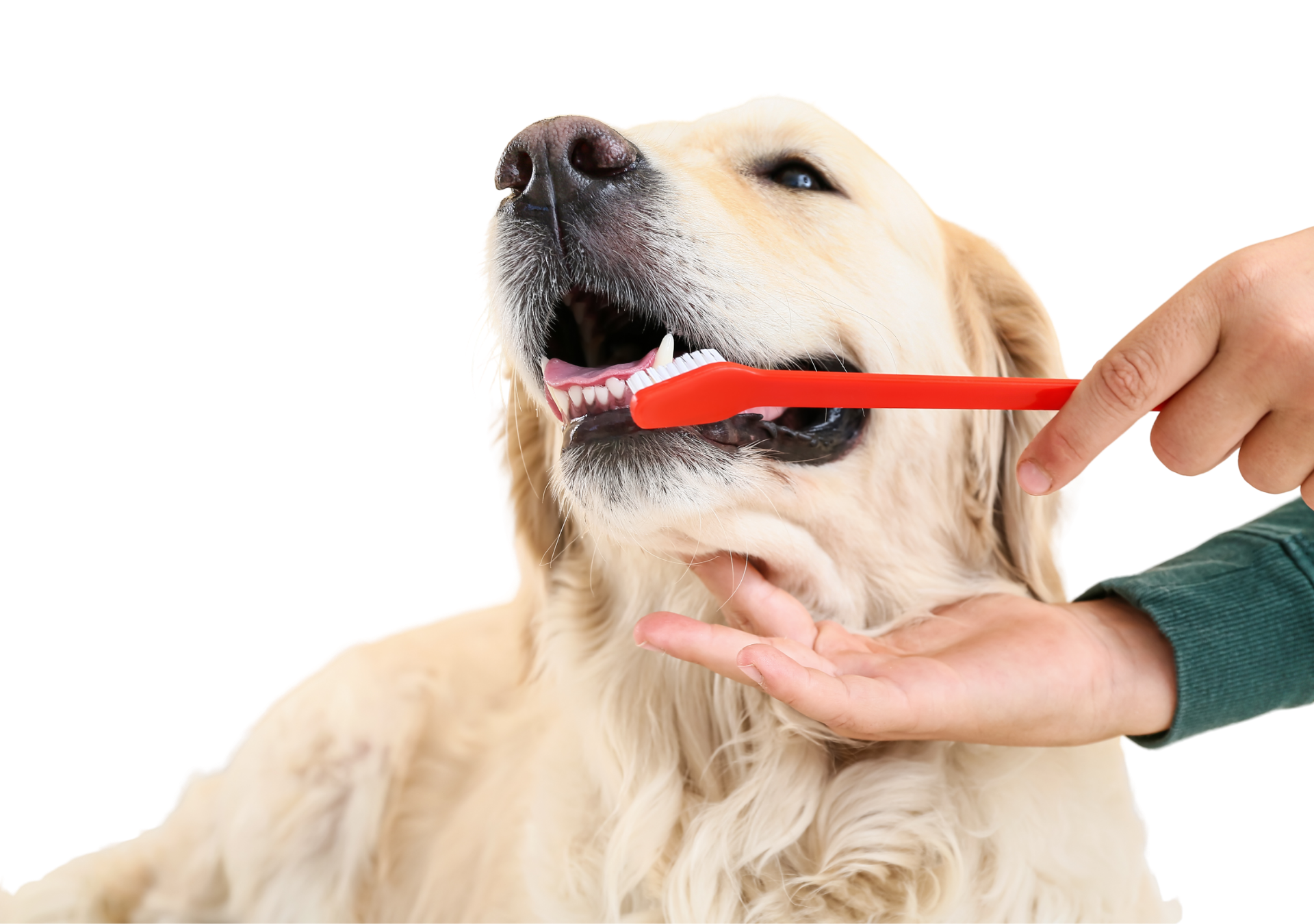 Dog Teeth Brushing