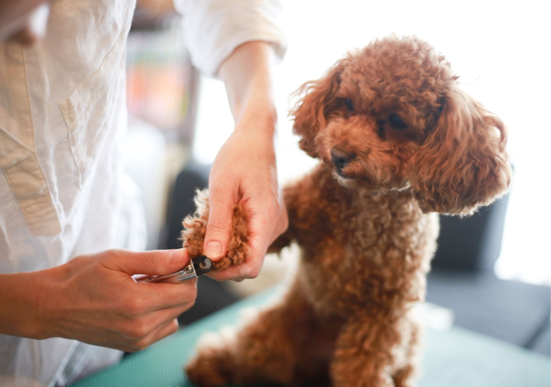 Trimming a brown poodle's nails.