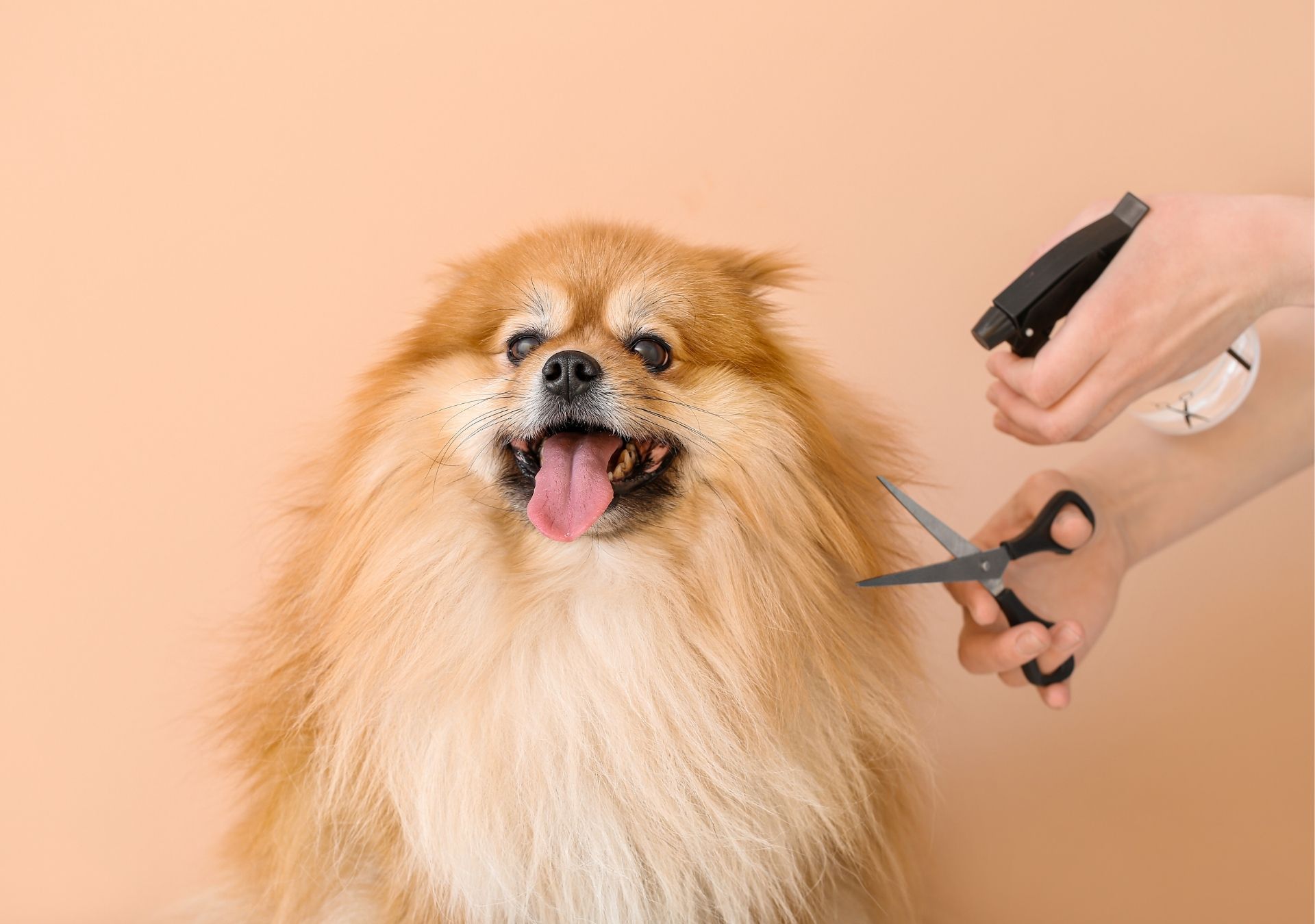 Pomeranian dog being groomed.