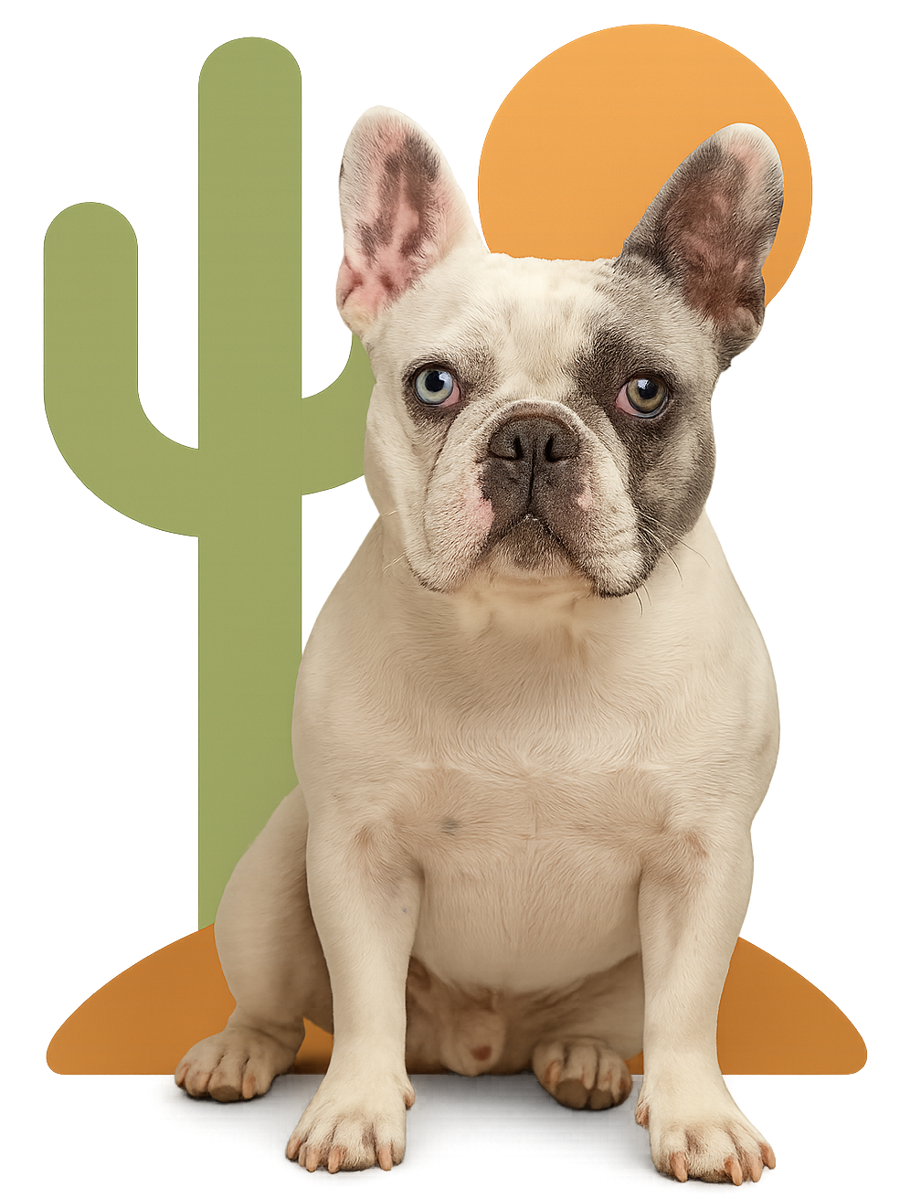 A seated tricolor dog. A seated tricolor dog.