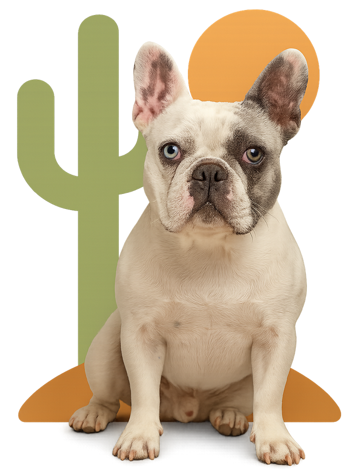 A seated tricolor dog.