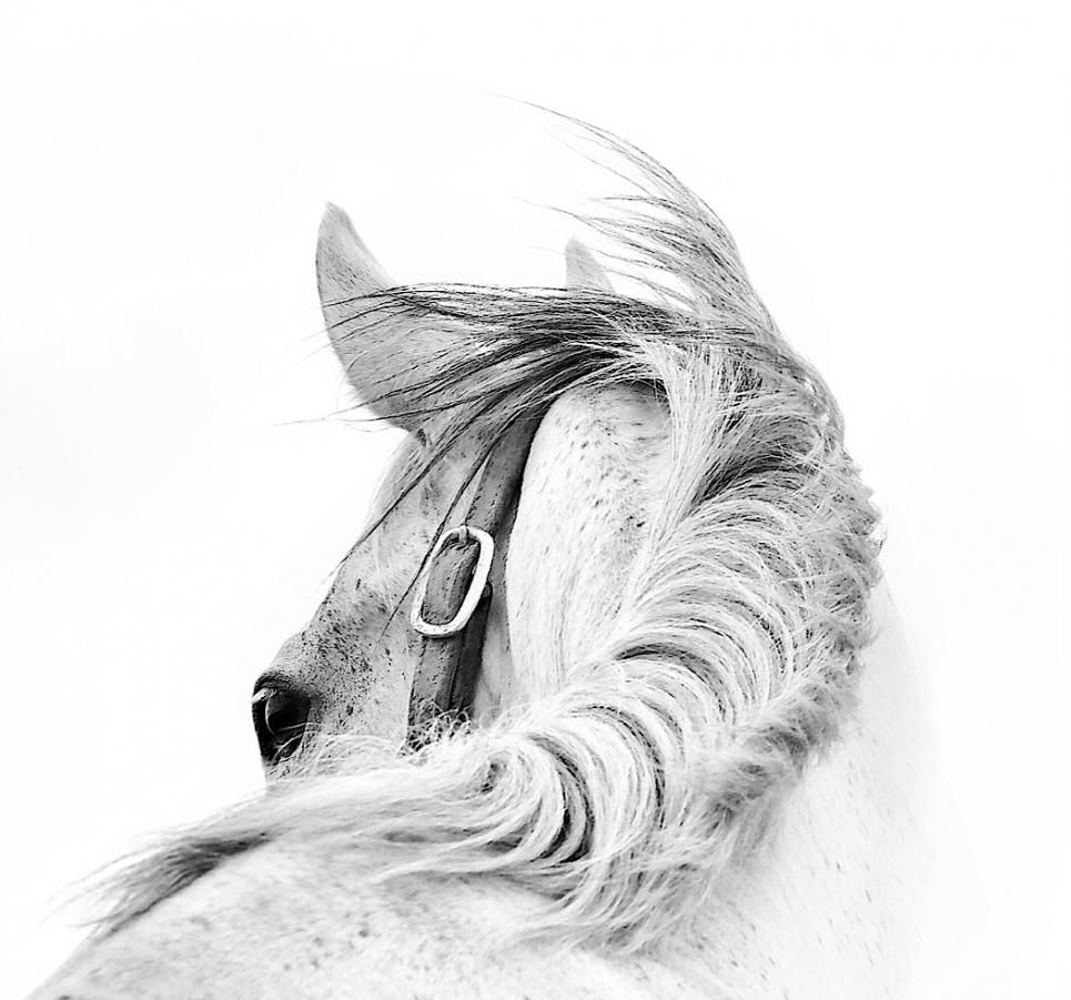 CAPA Digital Salon 2024 - Open Monochrome Winners