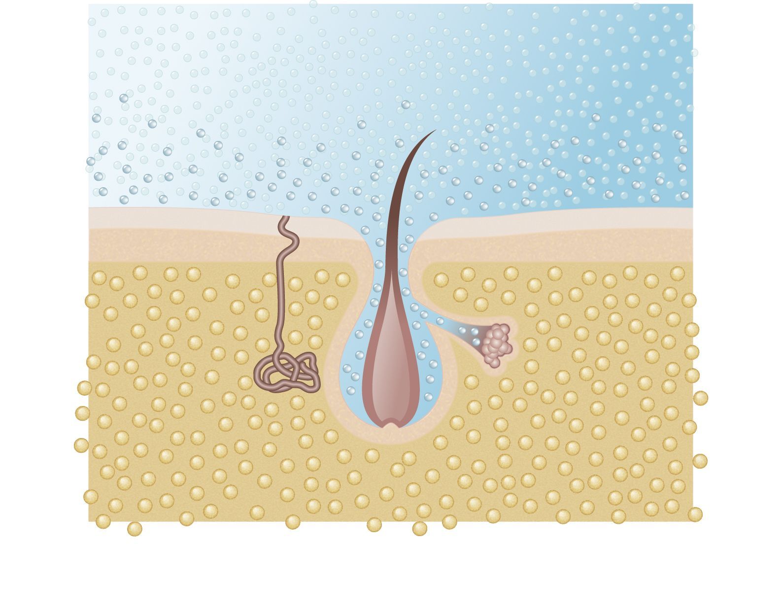 Purification et gommage de la peau