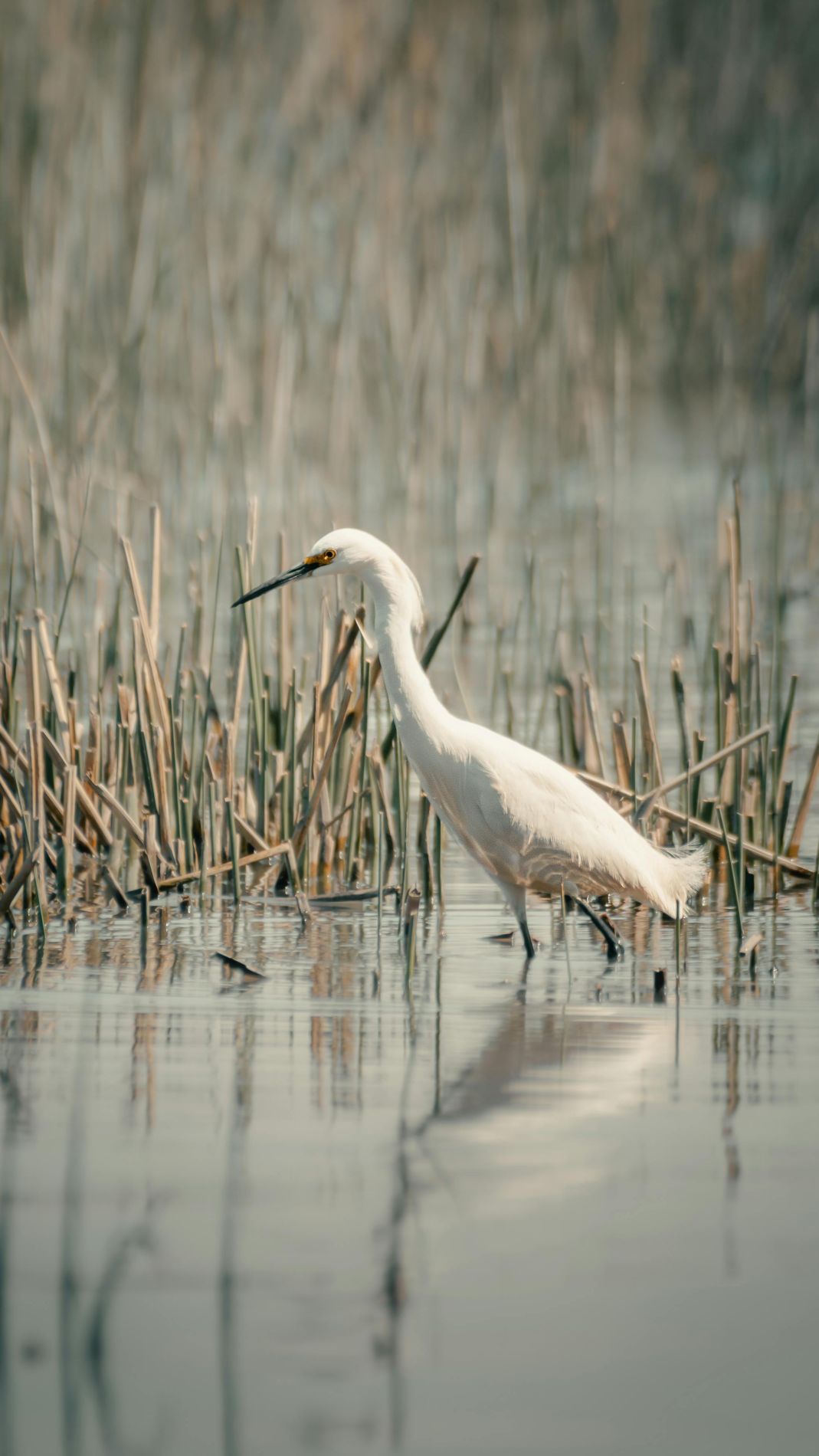 Héron dans l'eau au milieu des roseaux