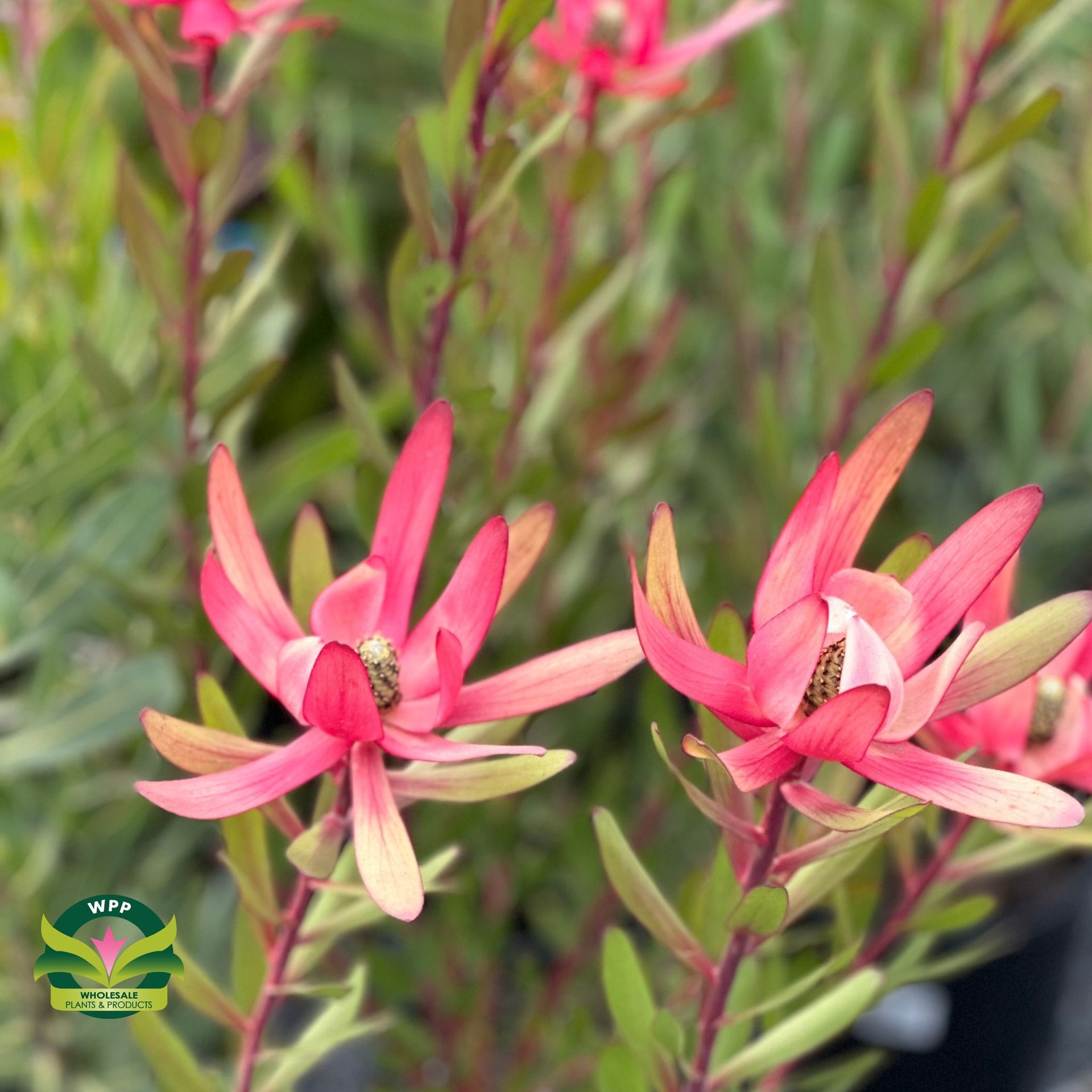 A close up of a plant with pink flowers and green leaves