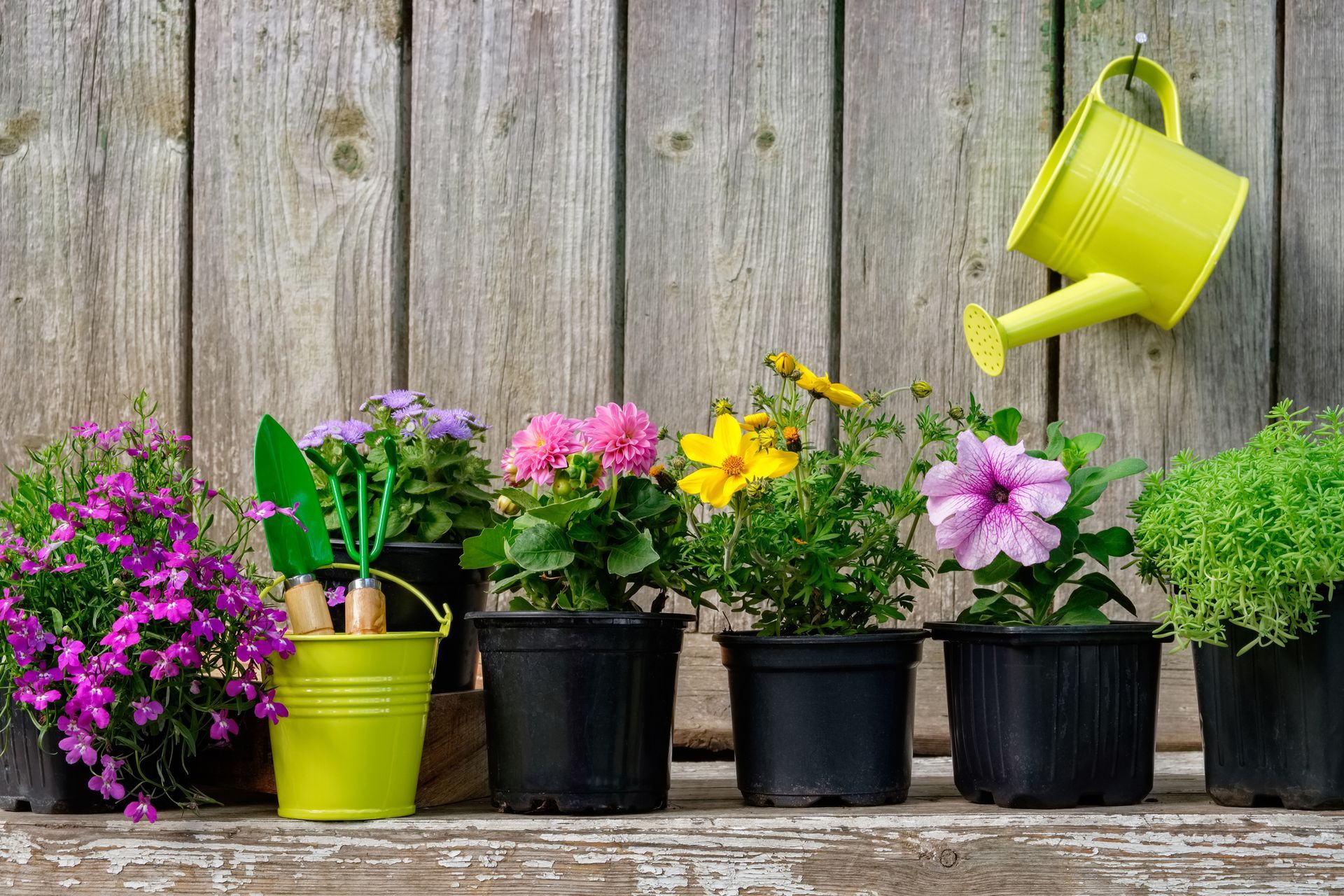 Garden plant seedlings showcasing wholesale indoor plants and colorful flowers in pots.