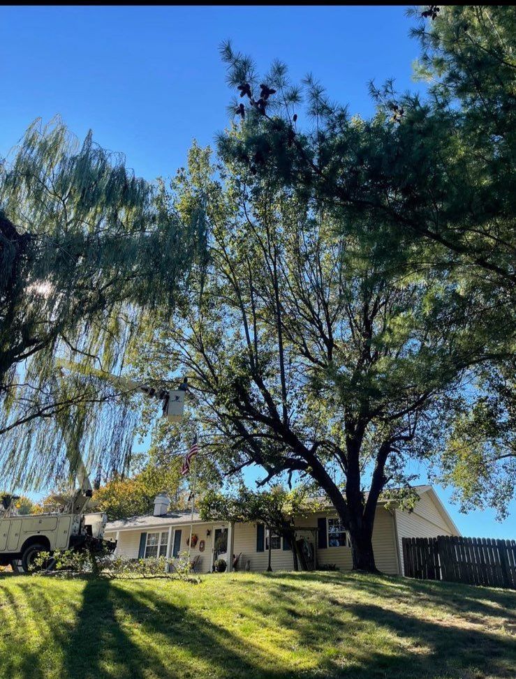 A house with a lot of trees in front of it