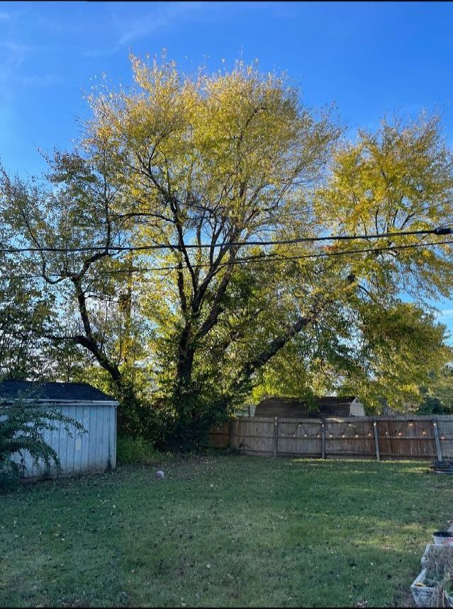A large tree with yellow leaves is in the backyard of a house.