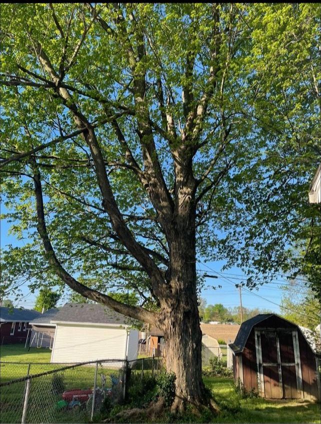 A large tree in a yard with a shed in the background