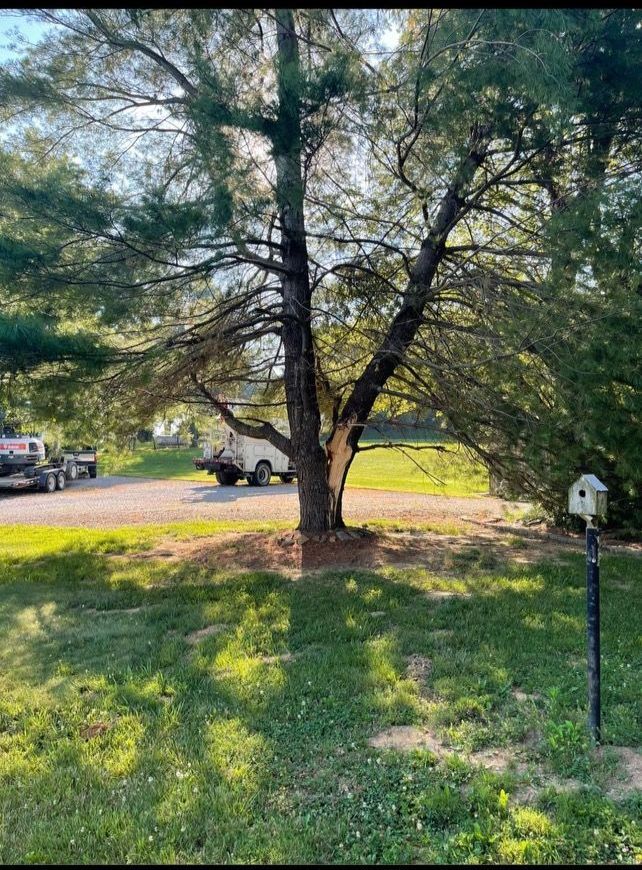 A large tree is in the middle of a lush green field.