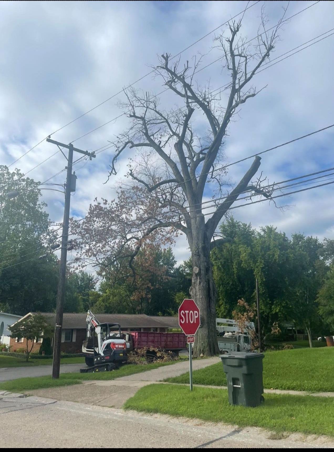 A red stop sign is in front of a tree