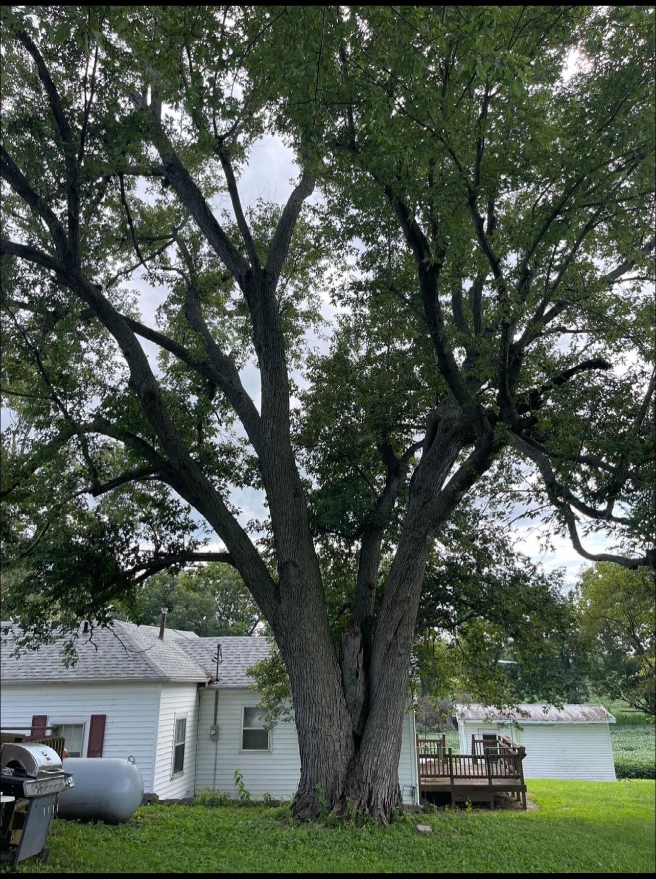 A large tree in front of a house in a yard.