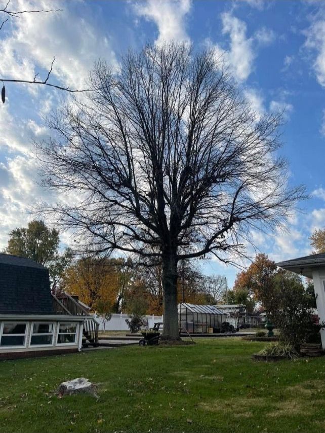 A large tree without leaves is in a yard in front of a house.