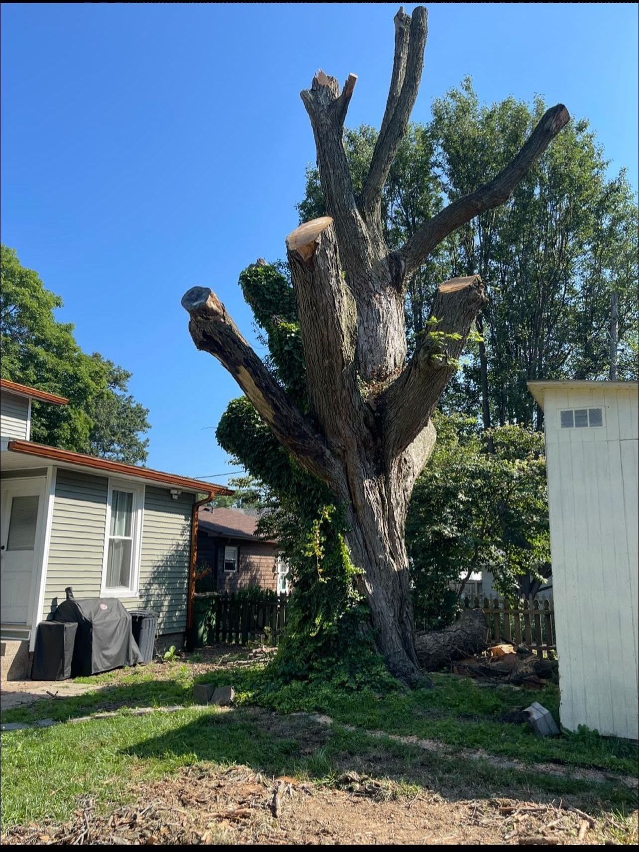 A tree that has been cut down in front of a house.
