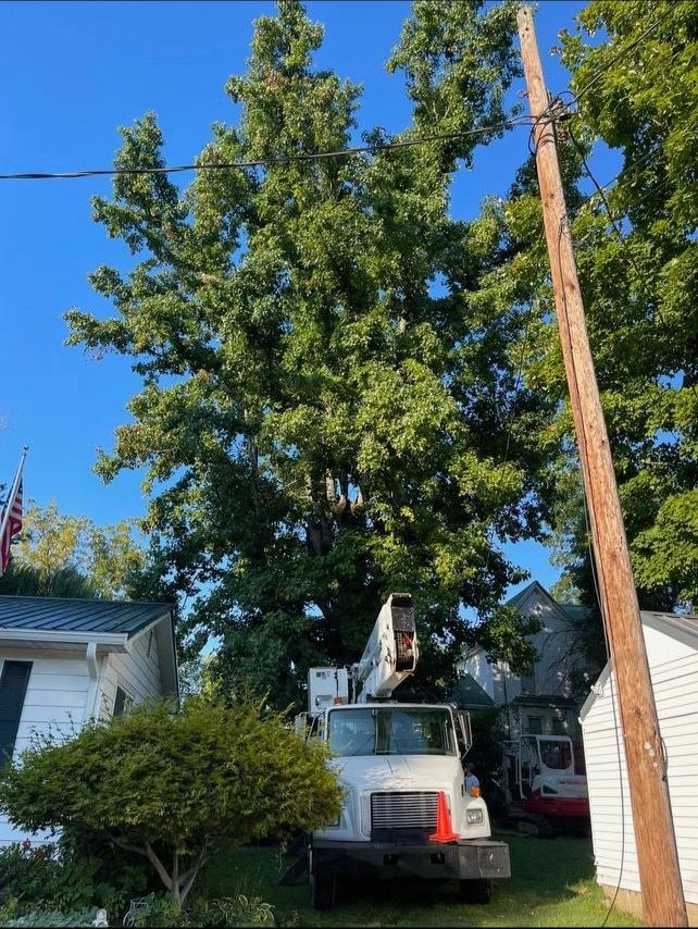 A truck with a crane on top of it is cutting a tree.