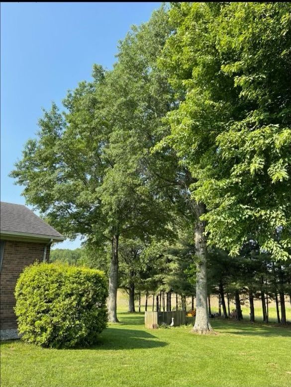 A row of trees in a yard with a house in the background.
