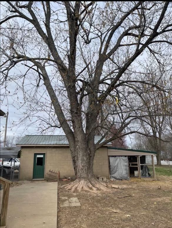 A large tree is standing in front of a building.