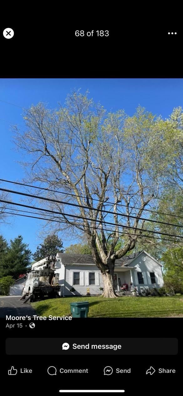 A picture of a tree in front of a house.