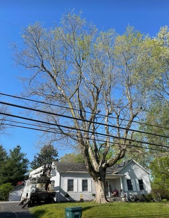 A large tree is being cut down in front of a house.