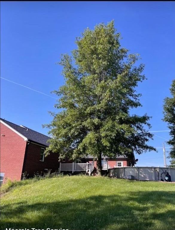 A large tree in front of a red brick house