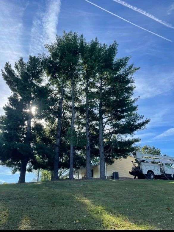 A white truck is parked in front of a row of trees.