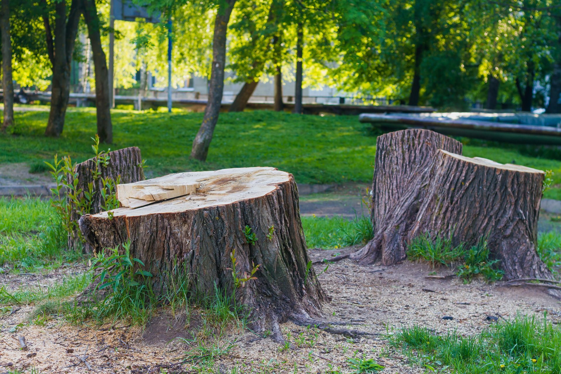 Two tree stumps are sitting in the grass in a park.