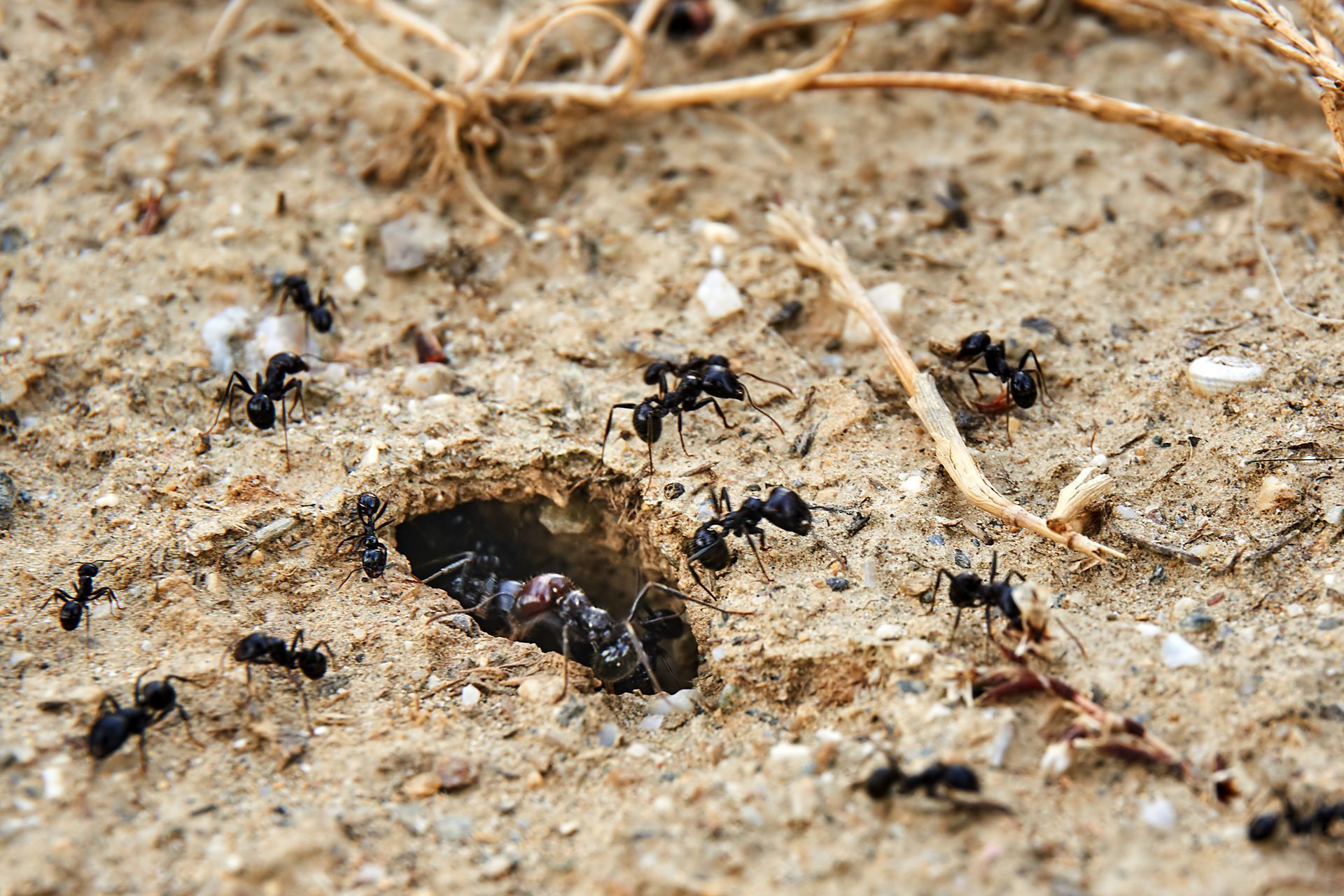 Ant Control Treatment Plans — Goffstown, NH — Cumberland Exterminating LLC