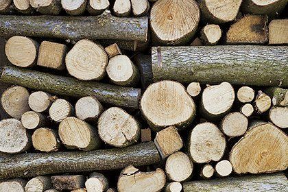 tree logs