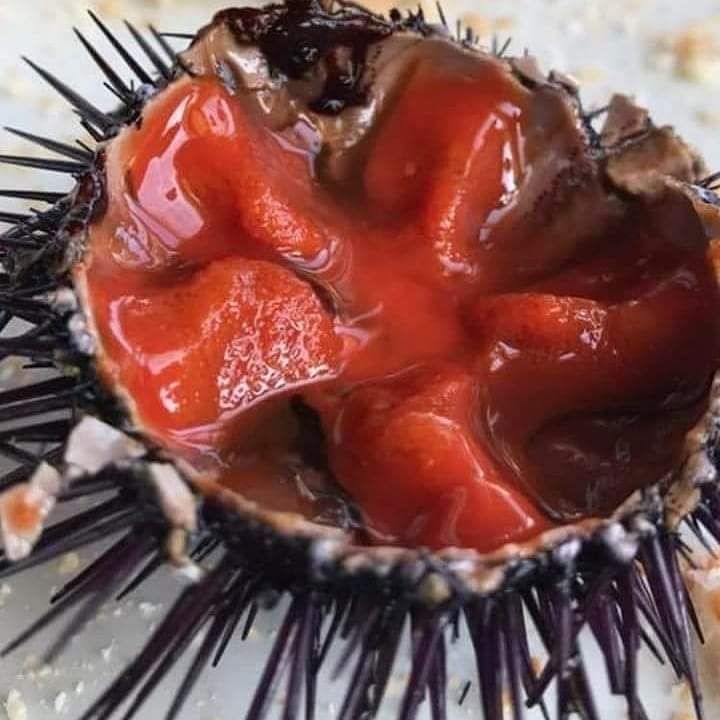 Un primo piano di un riccio di mare ripieno di salsa di pomodoro