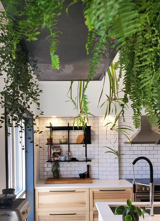A kitchen with ferns hanging from the ceiling