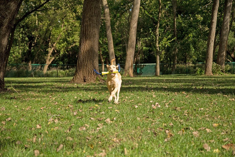 A dog is playing with a frisbee in a park.