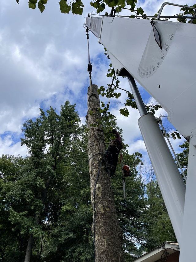 Tree being cut down by a person using a chainsaw, attached to a large white crane.