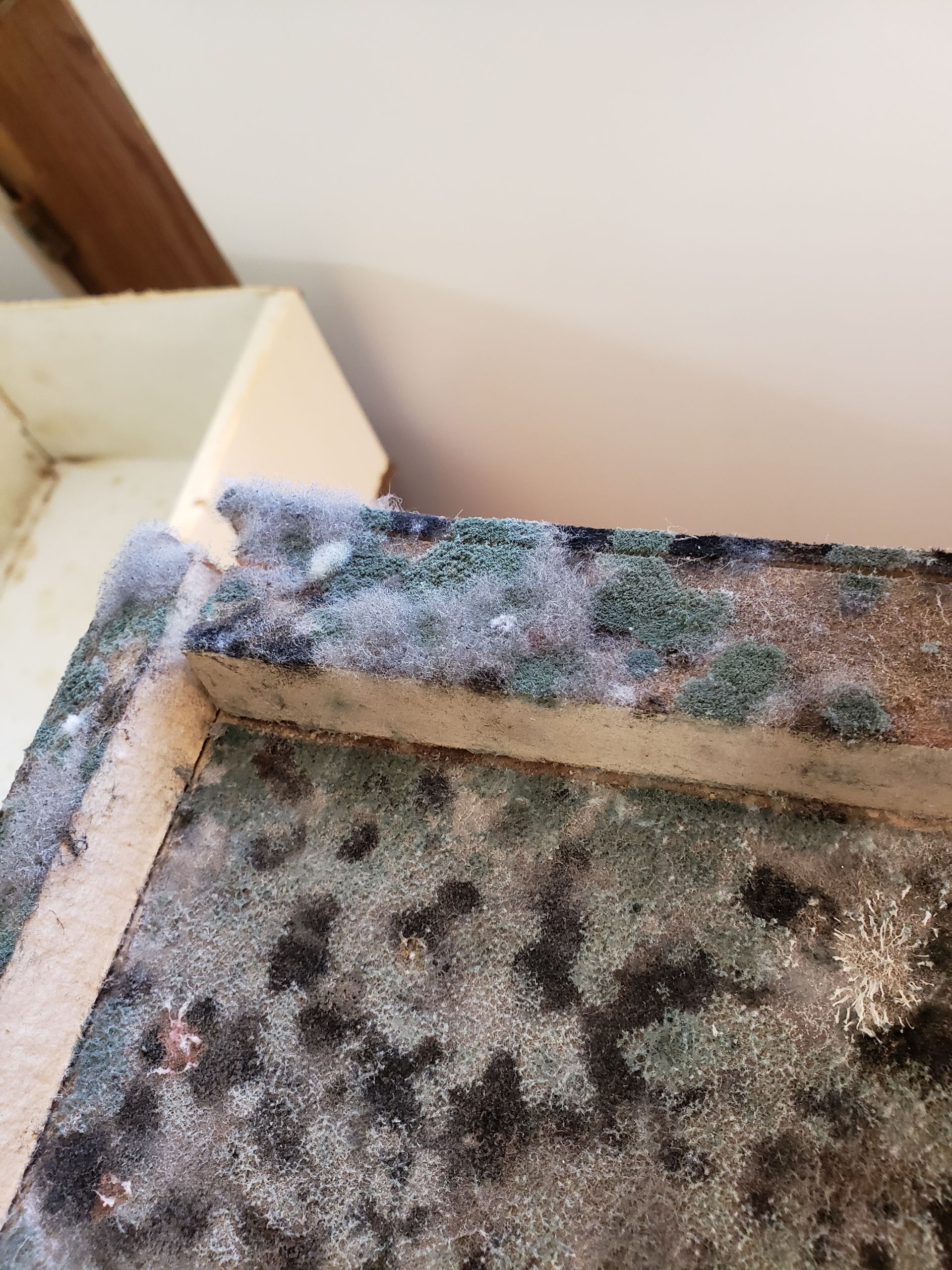 Mold growth on a wooden structure, with green, black, and white mold.