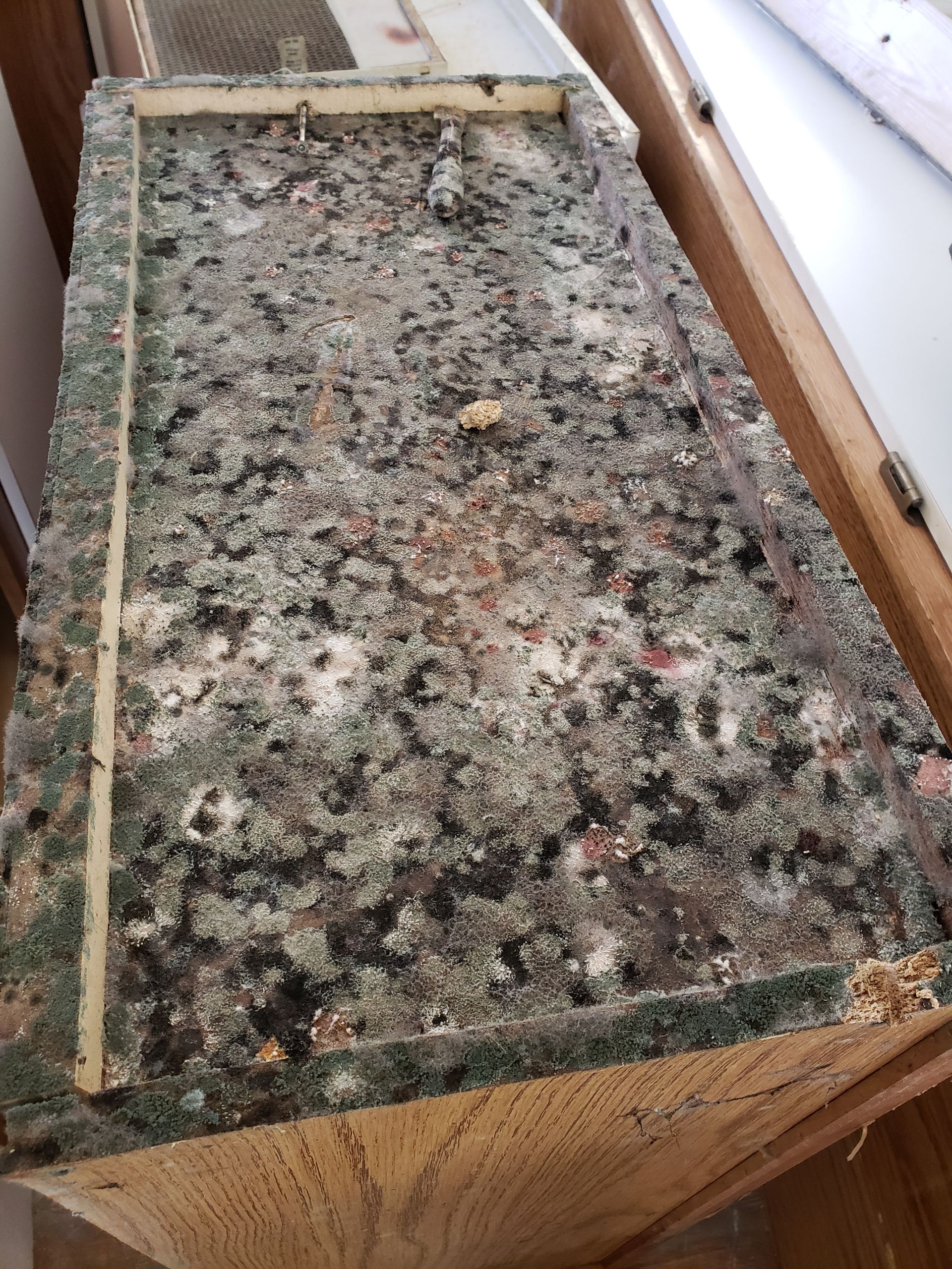 Close-up of a countertop covered in mold, with a wooden frame and wood cabinet base.