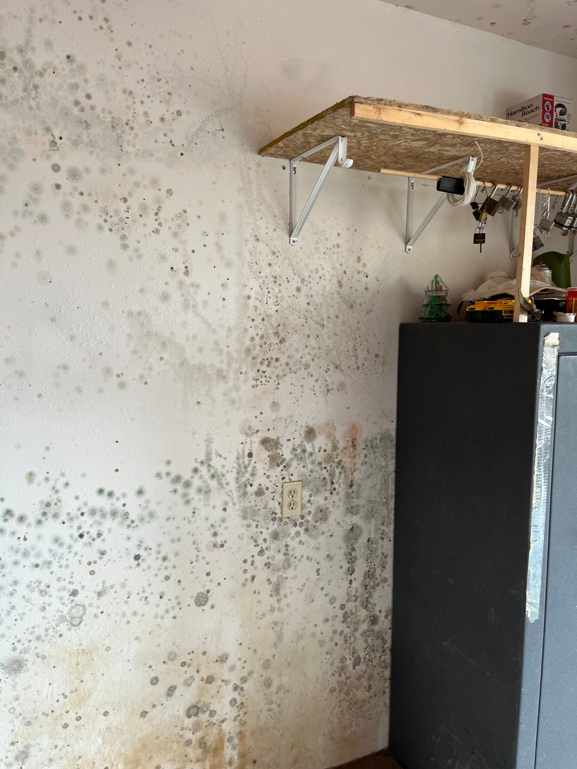 Mold-covered interior wall in a building; shelf above, dark cabinet to right.