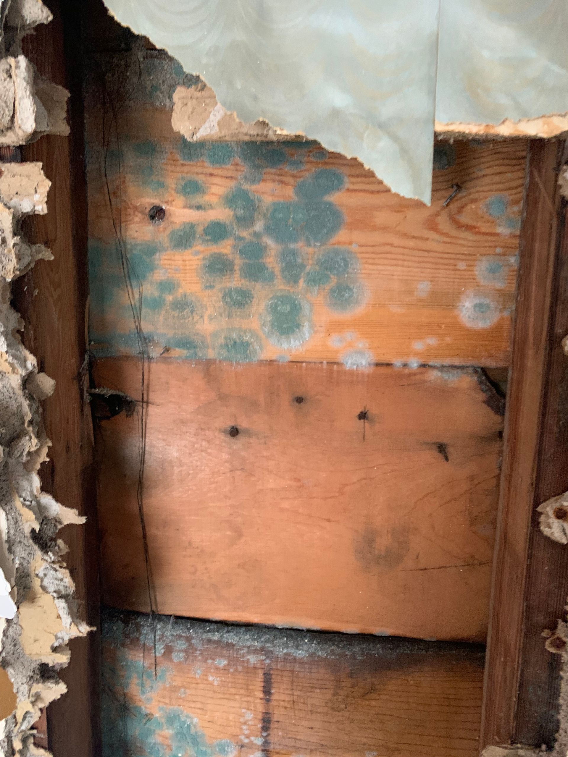 Wood paneling with large patches of green and white mold.